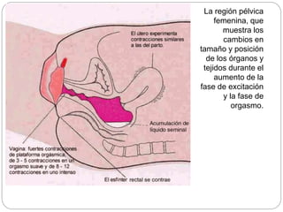 La región pélvica
femenina, que
muestra los
cambios en
tamaño y posición
de los órganos y
tejidos durante el
aumento de la...