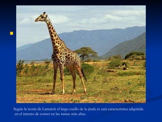 Según la teoría de Lamarck el largo cuello de la jirafa es uná característica adquirida  en el intento de comer en las ramas más altas.  