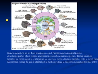Darwin descubrió en las Islas Galápagos , en el Pacífico, que un animal propio  de estas pequeñas islas ( especie endémica) presentaba diversas especies.  Tienen diversos tamaños de picos según si se alimentan de insectos, cactus , frutas o semillas. Esto le sirvió para Desarrollar su idea de que la adaptación al medio produce la selección natural de los más aptos 