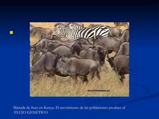 Manada de ñues en Kenya. El movimiento de las poblaciones produce el FLUJO GENÉTICO 