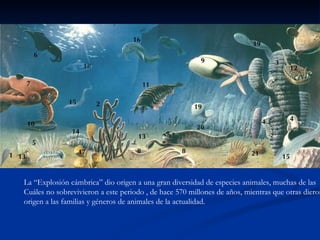 La “Explosión cámbrica” dio origen a una gran diversidad de especies animales, muchas de las Cuáles no sobrevivieron a este periodo , de hace 570 millones de años, mientras que otras dieron origen a las familias y géneros de animales de la actualidad. 