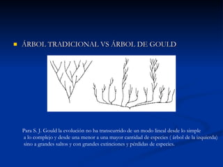ÁRBOL TRADICIONAL VS ÁRBOL DE GOULD Para S. J. Gould la evolución no ha transcurrido de un modo lineal desde lo simple  a lo complejo y desde una menor a una mayor cantidad de especies ( árbol de la izquierda) sino a grandes saltos y con grandes extinciones y pérdidas de especies. 
