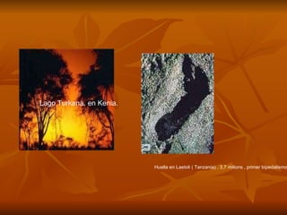 Lago Turkana, en Kenia. Huella en Laetoli ( Tanzania) , 3,7 milions , primer bipedalismo . 