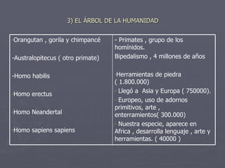 3) EL ÁRBOL DE LA HUMANIDAD - Primates , grupo de los homínidos. Bipedalismo , 4 millones de años  Herramientas de piedra ( 1.800.000) Llegó a  Asia y Europa ( 750000). Europeo, uso de adornos primitivos, arte , enterramientos( 300.000) Nuestra especie, aparece en Africa , desarrolla lenguaje , arte y herramientas. ( 40000 ) Orangutan , gorila y chimpancé -Australopitecus ( otro primate) -Homo habilis Homo erectus Homo Neandertal Homo sapiens sapiens 