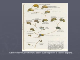 Árbol de la evolución humana desde australopitecus a sapiens sapiens. 
