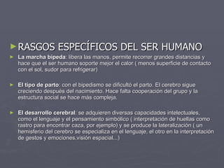 RASGOS ESPECÍFICOS DEL SER HUMANO La marcha bípeda : libera las manos, permite recorrer grandes distancias y hace que el ser humano soporte mejor el calor ( menos superficie de contacto con el sol, sudor para refrigerar) El tipo de parto : con el bipedismo se dificultó el parto. El cerebro sigue creciendo después del nacimiento. Hace falta cooperación del grupo y la estructura social se hace más compleja. El desarrollo cerebral : se adquieren diversas capacidades intelectuales, como el lenguaje y el pensamiento simbólico ( interpretación de huellas como rastro para encontrar caza, por ejemplo) y se produce la lateralización ( un hemisferio del cerebro se especializa en el lenguaje, el otro en la interpretación de gestos y emociones,visión espacial...) 
