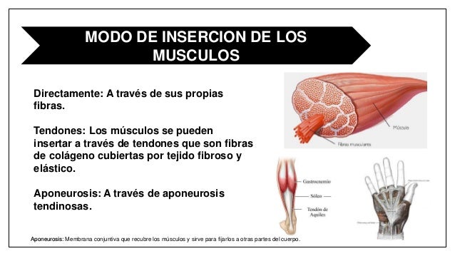 Miología, origen, inserciones y acciones musculares