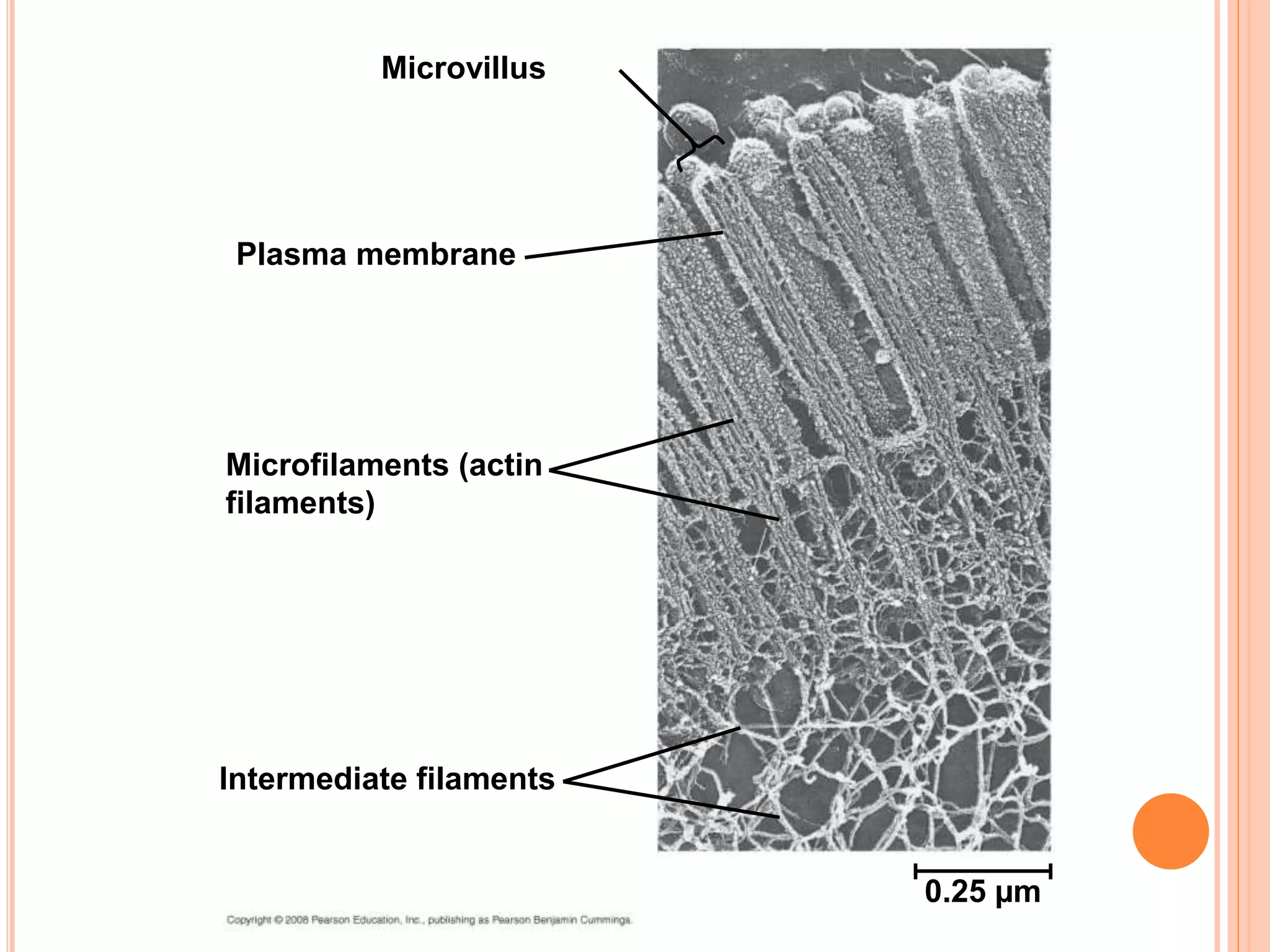 Microvillus
Plasma membrane
Microfilaments (actin
filaments)
Intermediate filaments
0.25 µm
 