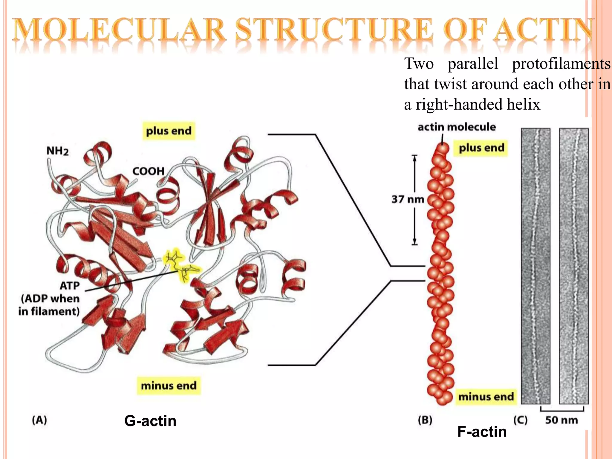 F-actin
G-actin
Two parallel protofilaments
that twist around each other in
a right-handed helix
 
