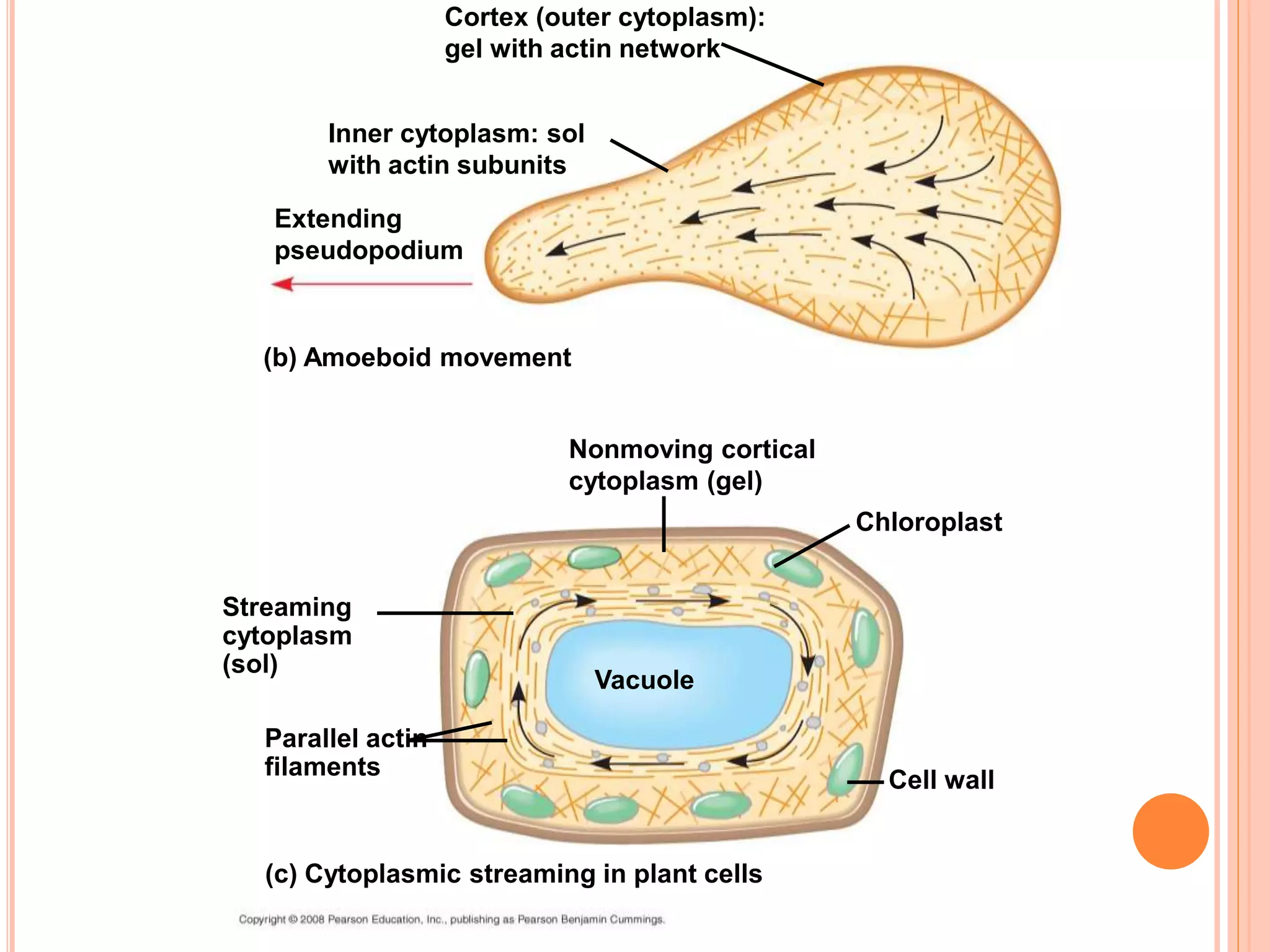 Cortex (outer cytoplasm):
gel with actin network
Inner cytoplasm: sol
with actin subunits
Extending
pseudopodium
(b) Amoeboid movement
Nonmoving cortical
cytoplasm (gel)
Chloroplast
Cell wall
Streaming
cytoplasm
(sol)
Parallel actin
filaments
(c) Cytoplasmic streaming in plant cells
Vacuole
 
