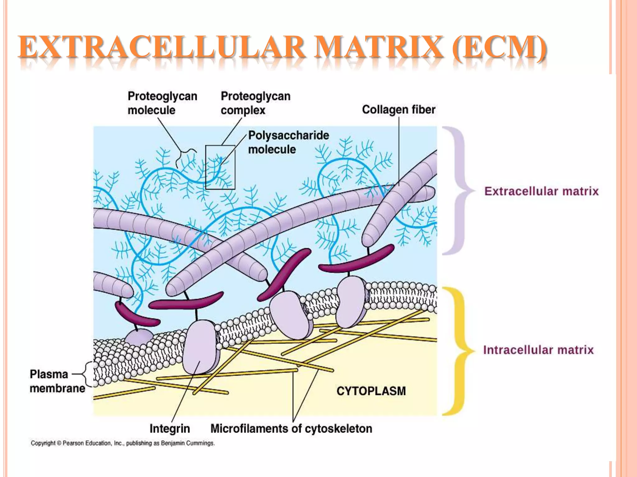 EXTRACELLULAR MATRIX (ECM)
 