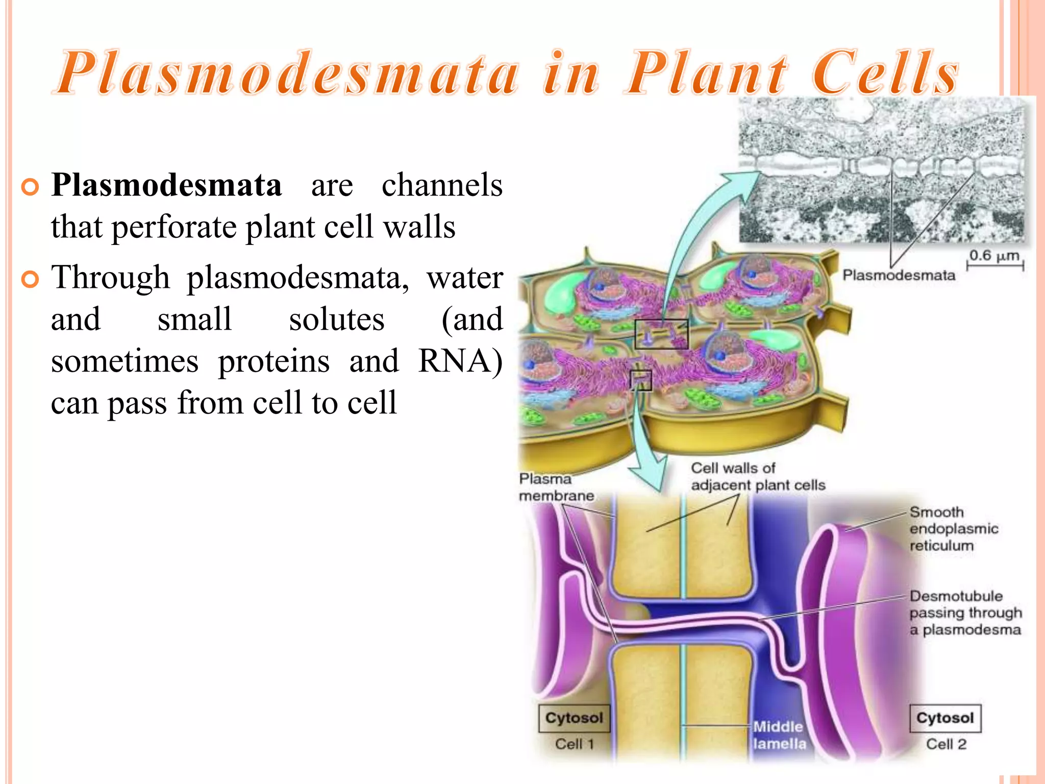  Plasmodesmata are channels
that perforate plant cell walls
 Through plasmodesmata, water
and small solutes (and
sometimes proteins and RNA)
can pass from cell to cell
 