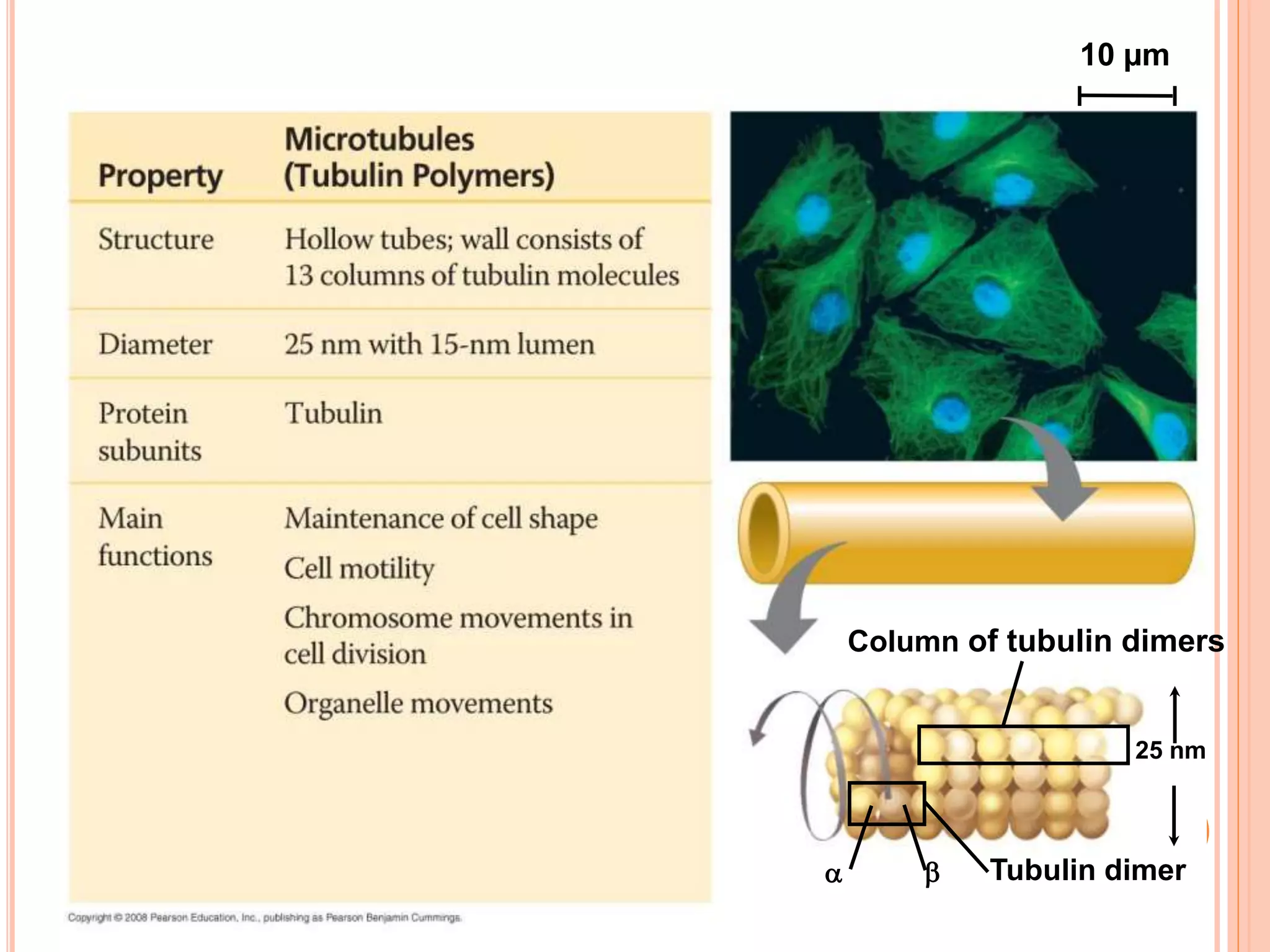 10 µm
Column of tubulin dimers
Tubulin dimer 
25 nm
 