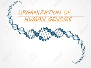 ORGANIZATION OF
HUMAN GENOME
 