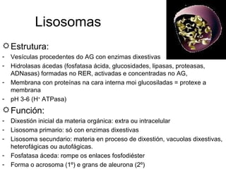 Lisosomas Estrutura: Vesículas procedentes do AG con enzimas dixestivas Hidrolasas ácedas (fosfatasa ácida, glucosidades, lipasas, proteasas, ADNasas) formadas no RER, activadas e concentradas no AG, Membrana con proteínas na cara interna moi glucosiladas = protexe a membrana pH 3-6 (H +  ATPasa) Función: Dixestión inicial da materia orgánica: extra ou intracelular Lisosoma primario: só con enzimas dixestivas Lisosoma secundario: materia en proceso de dixestión, vacuolas dixestivas, heterofágicas ou autofágicas. Fosfatasa áceda: rompe os enlaces fosfodiéster Forma o acrosoma (1º) e grans de aleurona (2º) 