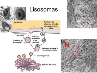 Lisosomas 