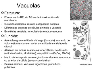 Vacuolas Estrutura: Fórmanse do RE, do AG ou de invaxinacións da membrana Inclusións lipídicas, resinas e depósitos de látex Diferencias entre as de células animais e vexetais En células vexetais: tonoplasto (membr.) vacuoma Función: Acumulan gran cantidade de auga (ósmose): aumento de volume (turxencia) sen variar a cantidade e calidade de citosol. Almacén de moitas sustancias: enerxéticas, de desfeito (antocianósidos, alcaloides), esqueléticos (CaCo 3 , OACa) Medio de transporte entre orgánulos endomembranosos e co exterior da célula (zonas con clatrina) Células animais: vacuolas fagocíticas, pinocíticas, pulsátiles 