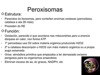 Peroxisomas Estrutura: Parecidos ós lisosomas, pero conteñen enzimas oxidasas (peroxidasa, catalasa e ata 26 máis) Proceden do RE Función: Oxidación, parecido ó que acontece nas mitocondrias pero a enerxía disípase en calor, non forma ATP 1º peroxidasa usa O2 sobre materia orgánica producindo H2O2 2º a catalasa descompón o H2O2 con máis materio orgánica ou a propia auga oxisenada Orixe: atmósfera primitiva que empezaba a ter demasiado oxíseno perigosos para os organismos anaerobios Eliminan exceso de aa, ác graxos, NADPH, etc 