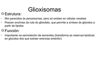 Glioxisomas Estrutura: Moi parecidos ós peroxisomas, pero só existen en células vexetais Posúen enzimas da ruta do glioxilato, que permite a síntese de glúcidos a partir de lípidos Función: Importante na xermolación de sementes (transforma as reservas lipídicas en glúcidos dos que extraer enerxíao embrión) 