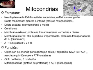 Mitocondrias Estrutura: No citoplasma de tódalas células eucariotas, esféricas- alongadas Doble membrana: externa e interna (crestas mitocondriales) Doble espazo: intermembrana e matriz Condrioma Membrana externa: proteínas transmembrana ->contido = citosol Membrana interna: alta superficie, impermeable, proteínas transportadoras de e- (citocromos) ATP-sintetasa (F0 y F1) Función: Obtención de enerxía por respiración celular, oxidación  NADH e FADH 2  asociada quimiósmose a ATP-sintetasas Ciclo de Krebs,  β  oxidación Mitorribosomas (síntese de proteínas) e ADN (duplicación) 
