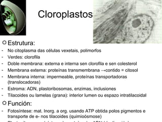 Cloroplastos Estrutura: No citoplasma das células vexetais, polimorfos Verdes: clorofila Doble membrana: externa e interna sen clorofila e sen colesterol Membrana externa: proteínas transmembrana ->contido = citosol Membrana interna: impermeable, proteínas transportadoras (translocadoras) Estroma: ADN, plastoribosomas, enzimas, inclusiones Tilacoides ou lamelas (grana): interior lumen ou espazo intratilacoidal Función: Fotosíntese: mat. Inorg. a org. usando ATP obtida polos pigmentos e transporte de e- nos tilacoides (quimioósmose) Plastorribosomas (síntese de proteínas) e ADN (duplicación) 