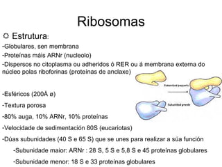 Ribosomas    Estrutura : Globulares, sen membrana Proteínas máis ARNr (nucleolo) Dispersos no citoplasma ou adheridos ó RER ou á membrana externa do núcleo polas riboforinas (proteínas de anclaxe) Esféricos (200 Å ø) Textura porosa 80% auga, 10% ARNr, 10% proteínas Velocidade de sedimentación 80S (eucariotas) Dúas subunidades (40 S e 65 S) que se unes para realizar a súa función Subunidade maior: ARNr : 28 S, 5 S e 5,8 S e 45 proteínas globulares Subunidade menor: 18 S e 33 proteínas globulares 
