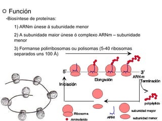    Función Biosíntese de proteínas: 1) ARNm únese á subunidade menor 2) A subunidade maior únese ó complexo ARNm – subunidade menor 3) Formanse polirribosomas ou polisomas (5-40 ribosomas separados uns 100  Å) 
