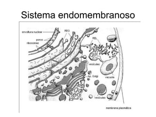 Sistema endomembranoso 