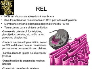REL NON ten ribosomas adosados á membrana Sáculos aplanados comunicados co RER por todo o citoplasma Membrana similar á plasmática pero máis fina (50- 60  Å) Ten enzimas para a síntese de lípidos  Síntese de colesterol, fosfolípidos, glucolípidos, céridos, etc. (sólo os ac. graxos no citoplasma) Empeza na cara citoplasmática, entran no REL e del saen cara as membranas por vesículas de secreción con clatrina. Tamén acumula lípidos no seu interior (ovario). Detoxificación de sustancias nocivas (etanol) Contración do músculo estriado 