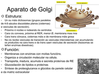 Aparato de Golgi    Estrutura: Un ou máis dictiosomas (grupos paralelos de 4-8 sáculos discoidales planos (cisternas) e vesículas de secreción). Próximo ó núcleo e rodeando ós centriolos Cara cis convexa, próxima al RER, menor  Ø, membrana máis fina Cara trans cóncava, cisternas máis e de membrana máis grosa Na cis recibe vesículas de transición as vesículas intercisternas van acumulando os productos na cara trans e da trans saen vesículas de secreción (lisosomas se teñen enzimas dixestivas).  Función: Membranas con enzimas con moitas funcións. Organiza a circulación molecular na célula. Transporta, madura, acumula e secreta proteínas de RE Glucosilación de lípidos e proteínas Síntese de proteoglucanos e glúcidos da parede celular  e da matriz extracelular 