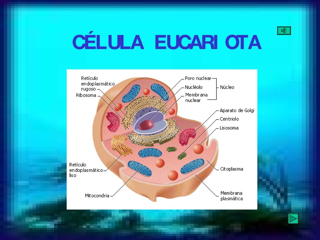 ORGÁNULOS DE LA CÉLULA EUCARIOTA