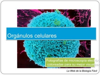 Orgánulos celulares  Fotografías de microscopía electrónica,  coloreadas para su mejor visualización La Web de la Biología Fácil 