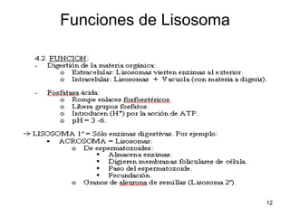Funciones de Lisosoma 