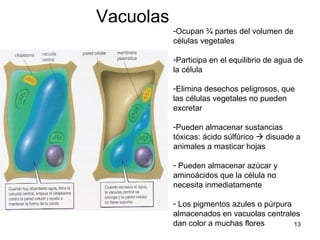 Vacuolas Ocupan ¾ partes del volumen de células vegetales Participa en el equilibrio de agua de la célula Elimina desechos peligrosos, que las células vegetales no pueden excretar Pueden almacenar sustancias  tóxicas: ácido súlfúrico    disuade a animales a masticar hojas Pueden almacenar azúcar y aminoácidos que la célula no necesita inmediatamente Los pigmentos azules o púrpura almacenados en vacuolas centrales dan color a muchas flores 