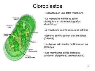 Cloroplastos Rodeados por    una doble membrana - La membrana interior no suele distinguirse en las microfotografías electrónicas La membrana interna encierra el estroma Estroma semifluido con pilas de bolsas (GRANA) Las bolsas individuales de Grana son los tilacoides Las membranas de los tilacoides contienen el pigmento verde (clorofila) 
