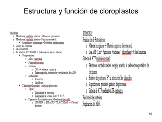 Estructura y función de cloroplastos 