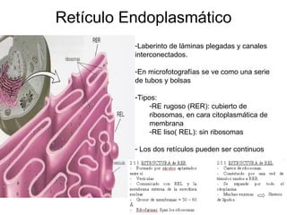 Retículo Endoplasmático Laberinto de láminas plegadas y canales interconectados. En microfotografías se ve como una serie de tubos y bolsas Tipos: RE rugoso (RER): cubierto de ribosomas, en cara citoplasmática de membrana RE liso( REL): sin ribosomas Los dos retículos pueden ser continuos 