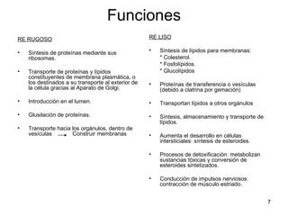 Funciones RE RUGOSO Síntesis de proteínas mediante sus ribosomas. Transporte de proteínas y lípidos constituyentes de membrana plasmática, o los destinados a su transporte al exterior de la célula gracias al Aparato de Golgi. Introducción en el lumen. Glusilación de proteínas. Transporte hacia los orgánulos, dentro de vesículas  Construir membranas RE LISO Síntesis de lípidos para membranas:  * Colesterol. * Fosfolípidos. * Glucolípidos Proteínas de transferencia o vesículas (debido a clatrina por gemación)  Transportan lípidos a otros orgánulos Síntesis, almacenamiento y transporte de lípidos. Aumenta el desarrollo en células intersticiales: síntesis de esteroides. Procesos de detoxificación: metabolizan sustancias tóxicas y conversión de esteroides sintetizados. Conducción de impulsos nerviosos: contracción de músculo estriado. 