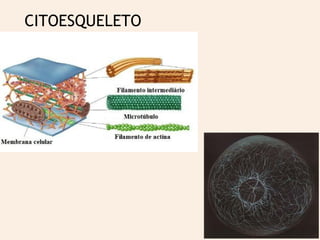 CITOESQUELETO
 