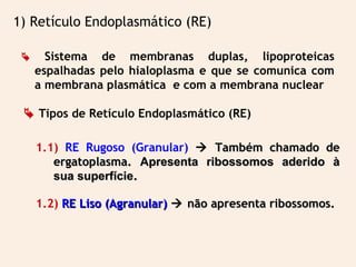 Sistema de membranas duplas, lipoproteicas
espalhadas pelo hialoplasma e que se comunica com
a membrana plasmática e com a membrana nuclear
1) Retículo Endoplasmático (RE)
1.1) RE Rugoso (Granular)  Também chamado deTambém chamado de
ergatoplasma.ergatoplasma. Apresenta ribossomos aderido àApresenta ribossomos aderido à
sua superfíciesua superfície..
1.2) RE Liso (Agranular)RE Liso (Agranular)  não apresenta ribossomos.não apresenta ribossomos.
 Tipos de Retículo Endoplasmático (RE)
 
