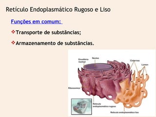 Retículo Endoplasmático Rugoso e Liso
Funções em comum:
Transporte de substâncias;
Armazenamento de substâncias.
 
