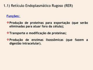 Funções:
Produção de proteínas para exportação (que serão
eliminadas para atuar fora da célula);
Transporte e modificação de proteínas;
Produção de enzimas lisossômicas (que fazem a
digestão intracelular).
1.1) Retículo Endoplasmático Rugoso (RER)
 