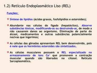 Funções:
 Síntese de lipídios (ácidos graxos, fosfolipídios e esteroides);
 Abundante nas células do fígado (hepatócitos). Absorve
substâncias tóxicas, modificando-as ou destruindo-as, de modo a
não causarem danos ao organismo. Eliminação de parte do
álcool, medicamentos e outras substâncias potencialmente
nocivas que ingerimos;
 As células das gônadas apresentam REL bem desenvolvido, pois
é nele que os hormônios esteroides são sintetizados.
 As células musculares possuem o REL especializado no
armazenamento de íons Ca+2
que promovem a contração
muscular quando são liberados no citosol. Retículo
Sarcoplasmático.
1.2) Retículo Endoplasmático Liso (REL)
 