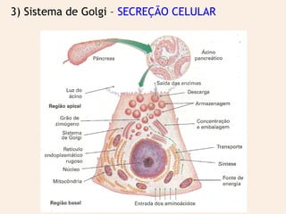 3) Sistema de Golgi – SECREÇÃO CELULAR
 