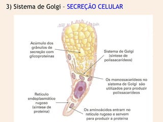 3) Sistema de Golgi – SECREÇÃO CELULAR
 