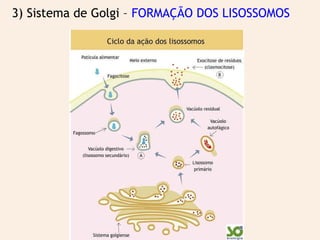 3) Sistema de Golgi – FORMAÇÃO DOS LISOSSOMOS
 