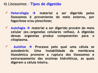 4) Lisossomos – Tipos de digestão
 Heterofagia  material a ser digerido pelos
lisossomos é proveniente do meio externo, por
fagocitose e/ou pinocitose;
 Autofagia  material a ser digerido provém do meio
celular (ex.:organelas celulares velhas). A digestão
dessas organelas produz componentes para o
citoplasma.
 Autólise  Processo pelo qual uma célula se
autodestrói. Uma instabilidade da membrana
lisossômica promove a ruptura dos lisossomos e
extravasamento das enzimas hidrolíticas, as quais
digerem a célula inteira.
 