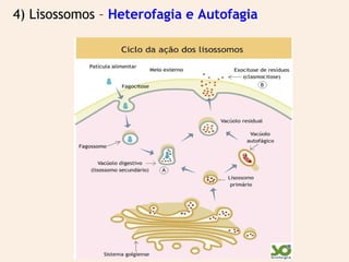 4) Lisossomos – Heterofagia e Autofagia
 