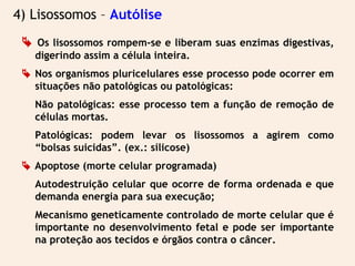 4) Lisossomos – Autólise
 Os lisossomos rompem-se e liberam suas enzimas digestivas,
digerindo assim a célula inteira.
 Nos organismos pluricelulares esse processo pode ocorrer em
situações não patológicas ou patológicas:
Não patológicas: esse processo tem a função de remoção de
células mortas.
Patológicas: podem levar os lisossomos a agirem como
“bolsas suicidas”. (ex.: silicose)
 Apoptose (morte celular programada)
Autodestruição celular que ocorre de forma ordenada e que
demanda energia para sua execução;
Mecanismo geneticamente controlado de morte celular que é
importante no desenvolvimento fetal e pode ser importante
na proteção aos tecidos e órgãos contra o câncer.
 