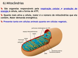 6) Mitocôndrias
 São organelas responsáveis pela respiração celular e produção de
energia à célula, sob a forma de ATP;
 Quanto mais ativa a célula, maior é o número de mitocôndrias que ela
contém. Maior demanda energética;
 Presente tanto em células animais quanto em células vegetais.
 